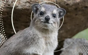 Read more about the article Exploring the Hyrax: A Fascinating Rock-Dwelling Mammal 