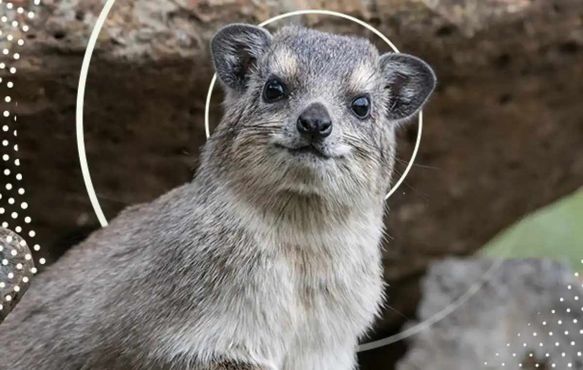 You are currently viewing Exploring the Hyrax: A Fascinating Rock-Dwelling Mammal 