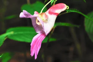 Read more about the article Parrot Flowers: Nature’s Vibrant Masterpieces 