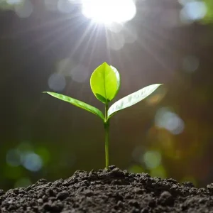 Read more about the article Unlocking the Secret Power of UV Light: How Plants Thrive in the Glow