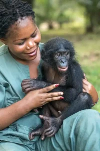 Read more about the article Bonobo: a close relative of humans