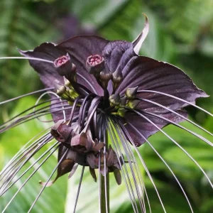 Read more about the article Discovering the Mysterious Black Bat Flower