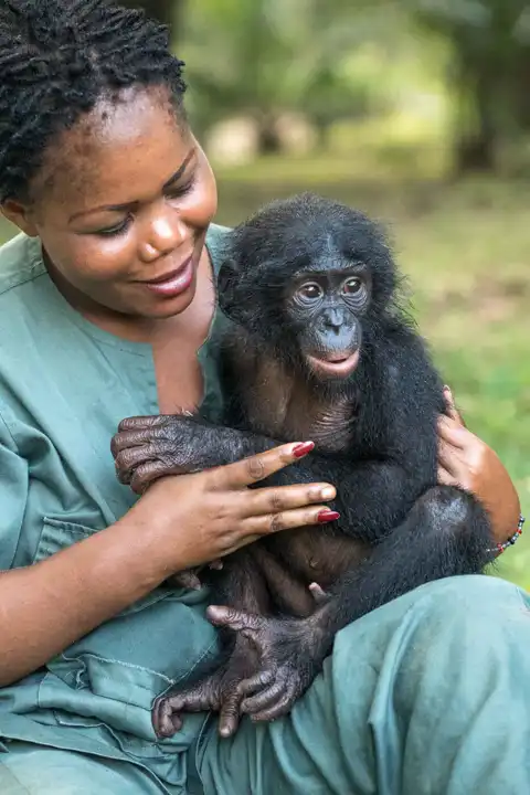 You are currently viewing Bonobo: a close relative of humans