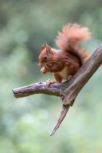 Read more about the article Why Do Squirrels Have Bushy Tails?