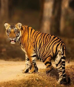 Read more about the article Why Do Tigers Have Stripes?