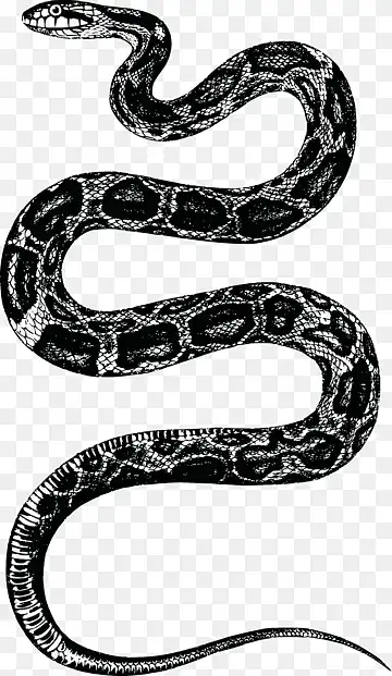 You are currently viewing Why Do Snakes Move in a Zigzag Manner?