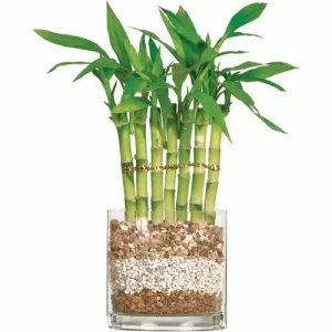 Read more about the article Exploring the Mysteries of Lucky Bamboo: A Plant of Fortune and Feng Shui
