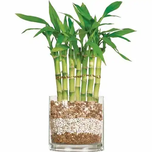 You are currently viewing Exploring the Mysteries of Lucky Bamboo: A Plant of Fortune and Feng Shui