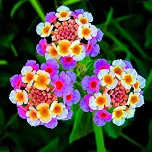 Read more about the article What is the Lantana Plant, and How is it Dangerous?