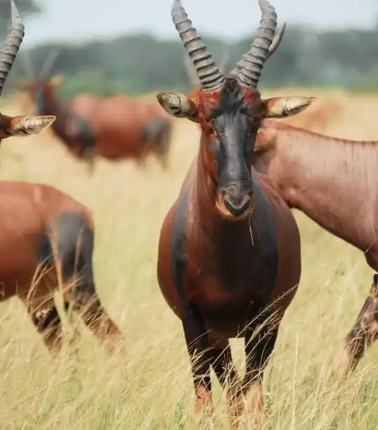 You are currently viewing What is a Topi? Does it Migrate?