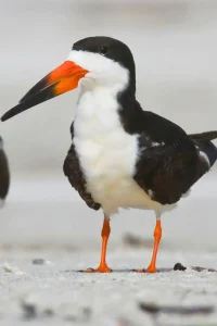 Read more about the article The Indian Skimmer: A Bird with a Unique Skimming Style