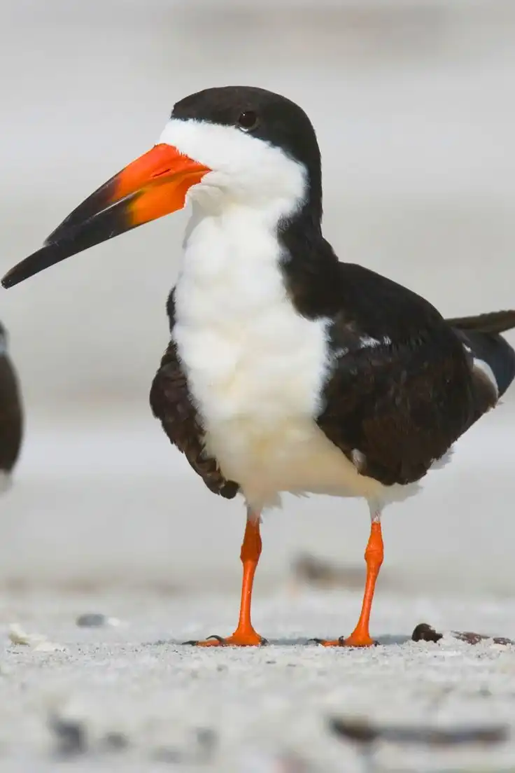 You are currently viewing The Indian Skimmer: A Bird with a Unique Skimming Style