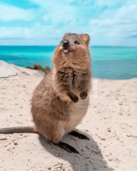 You are currently viewing The Adorable Quokka: Nature’s Happiest Animal