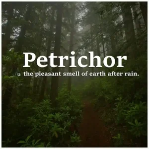 Read more about the article What Causes the Smell After Rain?