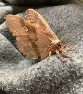 Read more about the article Do Moths Really Eat Your Clothes?