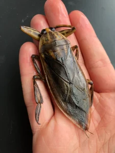 Read more about the article Giant Water Bug