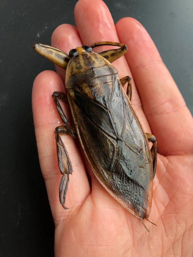 You are currently viewing Giant Water Bug