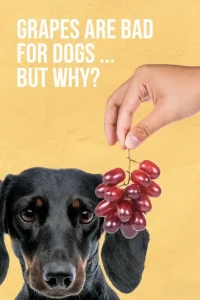 Read more about the article Why Are Grapes Bad for Dogs?