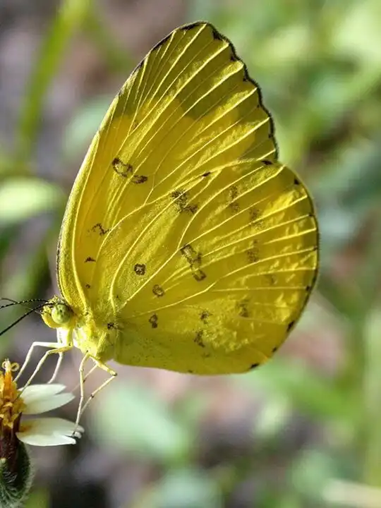 You are currently viewing Large Grass Yellow Butterfly 