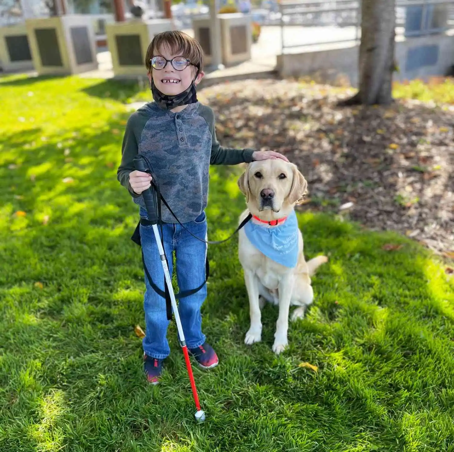 You are currently viewing How are guide dogs trained?