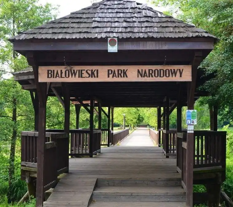 You are currently viewing The 7000-year-old forest Białowieża Forest